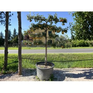 Hruška obyčajná (Pyrus communis) ´CLAPPOVÁ´- výška 230-260 cm, obvod kmeňa 20/25 cm, kont. C230L - TVAROVANÁ STENA